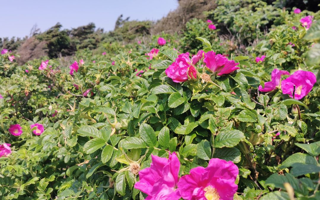 Der Primeur der Sylter Rose ist da!