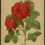 Rosenfeines Rosenblütenaufstrich Alfred Colomb Rosen-Huus Deckel