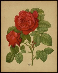 Rosenfeines Rosenblütenaufstrich Alfred Colomb Rosen-Huus Deckel